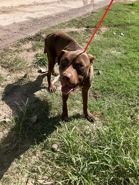 A young large-sized male Mixed Breed dog named Dale for adoption in Dallas, TX