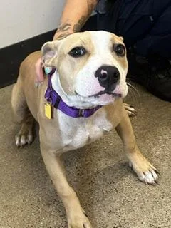 A baby medium-sized female Yellow / Tan / Blond / Fawn Pit Bull Terrier dog named Electra for adoption in Cleveland, OH