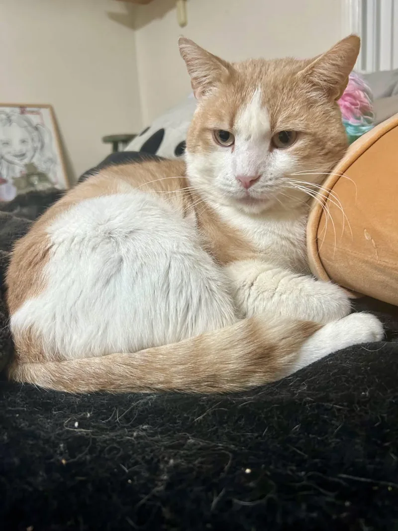 Garfield thumbnail 3
