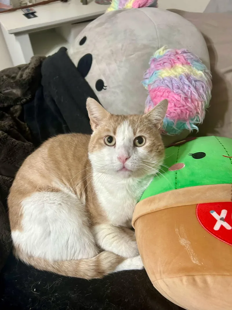 An adult medium-sized male Domestic Short Hair cat named Garfield for adoption in Warminster, PA