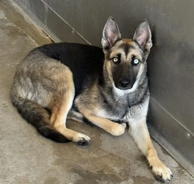 A young medium-sized female German Shepherd Dog dog named Maevis for adoption in San Bernardino, CA