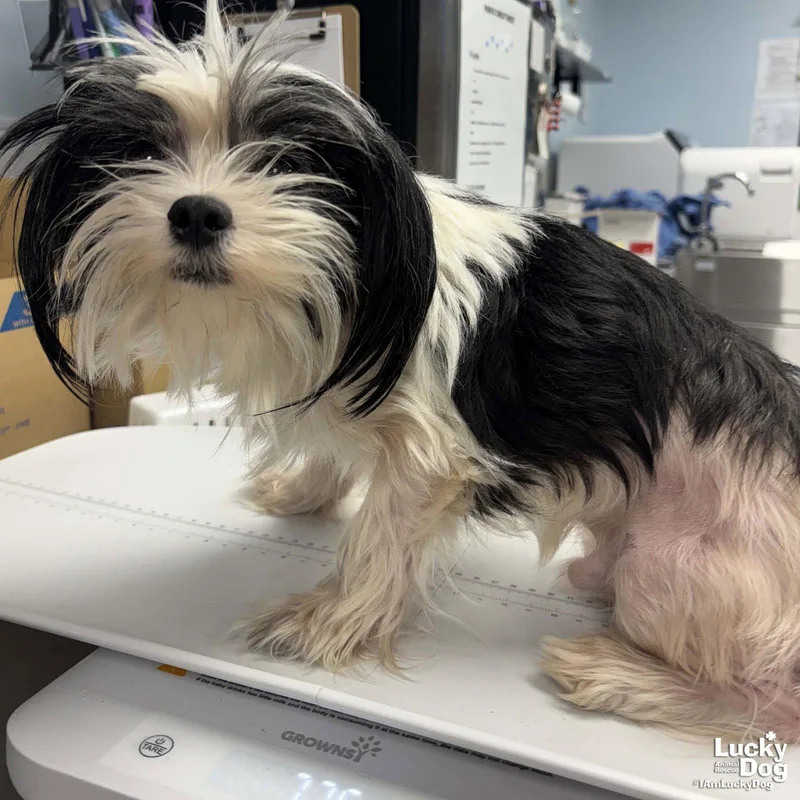 A young small-sized male Shih Tzu dog named Arlo for adoption in Washington, DC