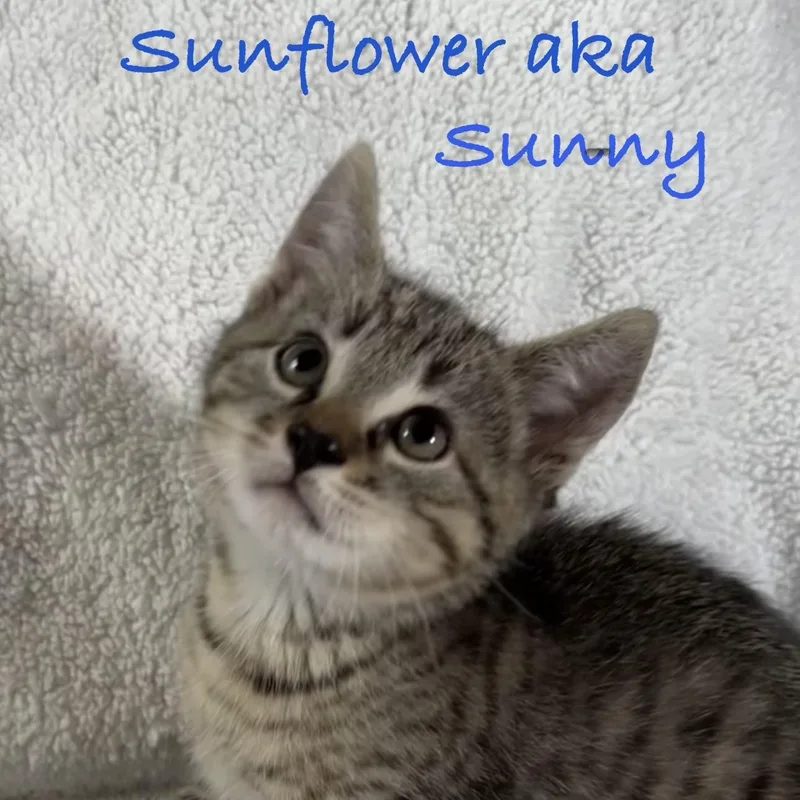 A baby medium-sized female Tabby (Tiger Striped) Domestic Short Hair cat named Sunflower for adoption in Maple Shade, NJ
