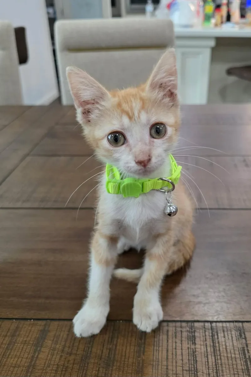 A baby large-sized male Orange & White Domestic Short Hair cat named Pookie for adoption in Gregory, TX