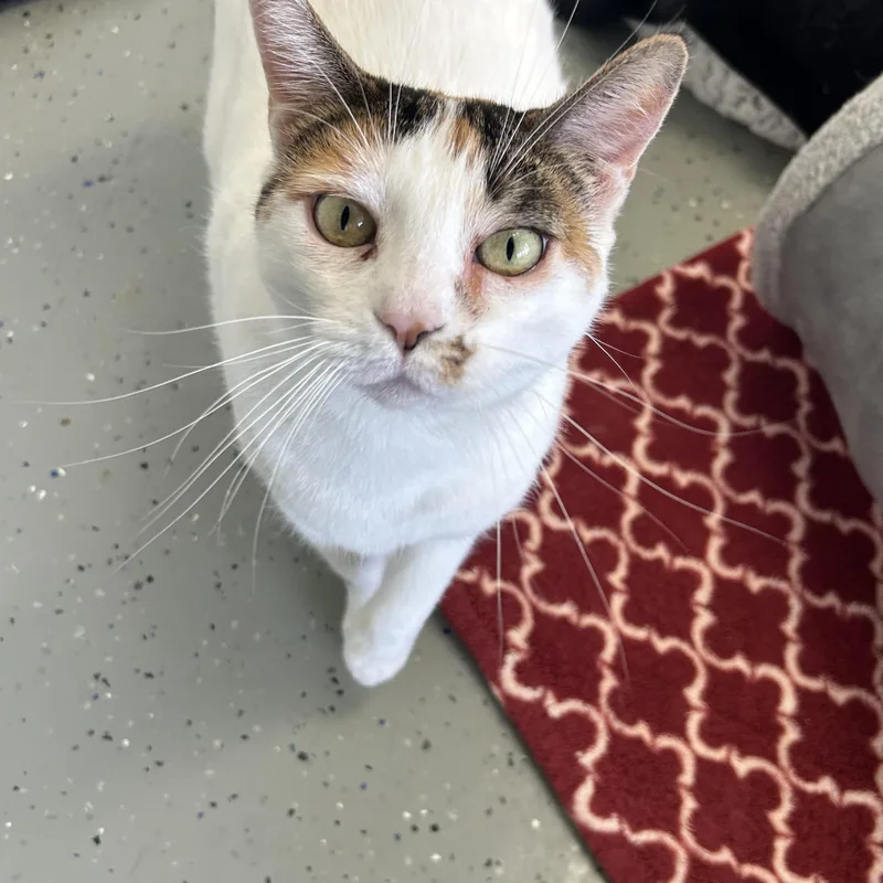 An adult large-sized female White Domestic Short Hair cat named Blanca for adoption in El Cajon, CA