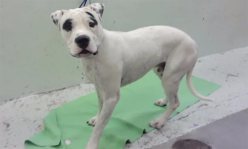 A young large-sized male Dogo Argentino dog named Ghost for adoption in Houston, TX