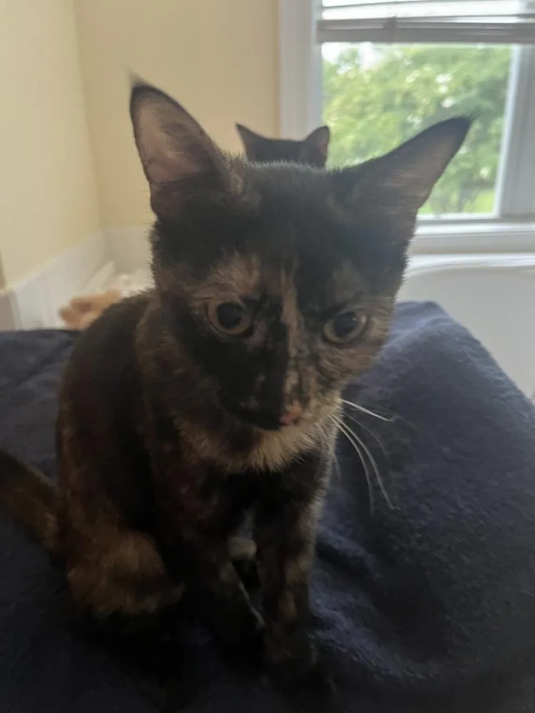 A young medium-sized female Domestic Short Hair cat named Peppermint Patty for adoption in Kinston, NC