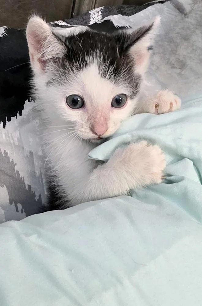 A baby small-sized male Black & White / Tuxedo Domestic Short Hair cat named Mr Purrfect for adoption in Youngsville, NC