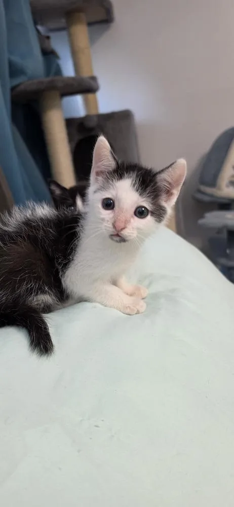 Mr Purrfect thumbnail 2