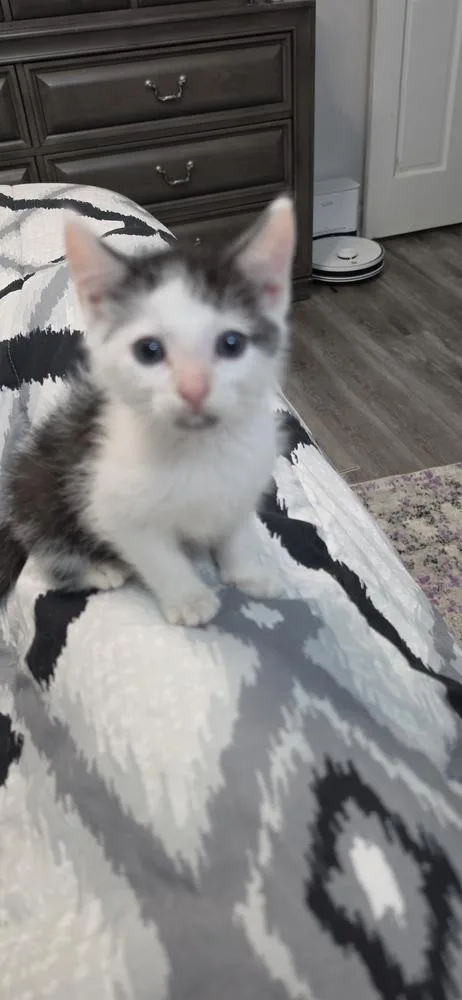 Mr Purrfect thumbnail 3