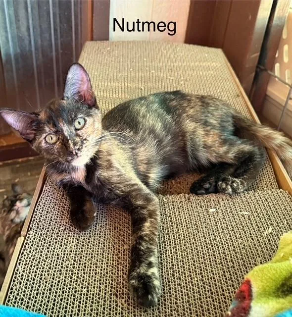 A young medium-sized female Tortoiseshell Domestic Short Hair cat named Nutmeg for adoption in Dunnigan, CA