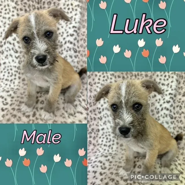 Luke