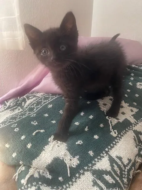 A baby small-sized male Domestic Short Hair cat named Bubba for adoption in San Bernardino, CA