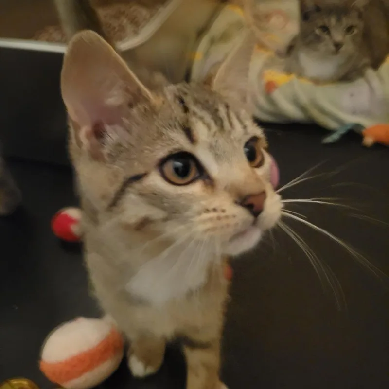 A baby small-sized female Brown / Chocolate Domestic Short Hair cat named Lilly for adoption in Jessup, MD