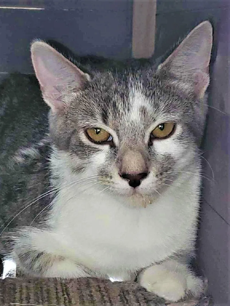 A young medium-sized female Gray & White Domestic Short Hair cat named April for adoption in South Saint Paul, MN