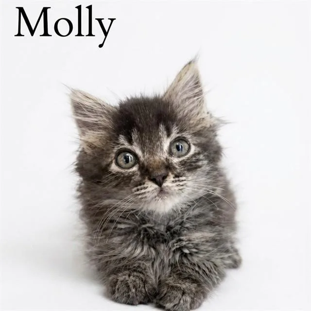 A baby small-sized female Domestic Medium Hair cat named Molly for adoption in Auburn, CA