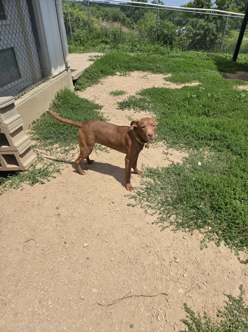 A young medium-sized male Mixed Breed dog named Toffee for adoption in Maquoketa, IA