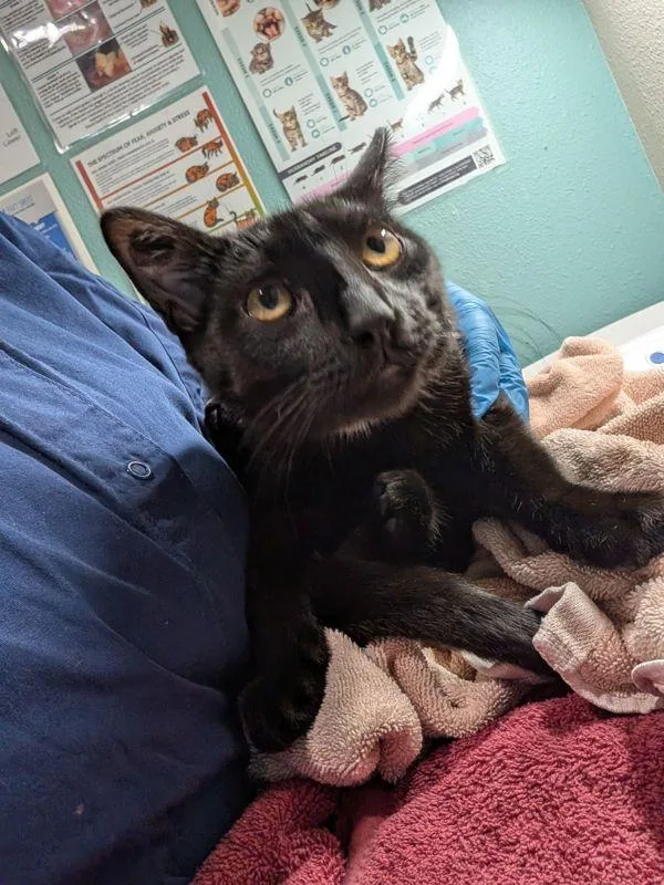 A baby small-sized male Domestic Short Hair cat named Gauntlet for adoption in Sherwood, OR
