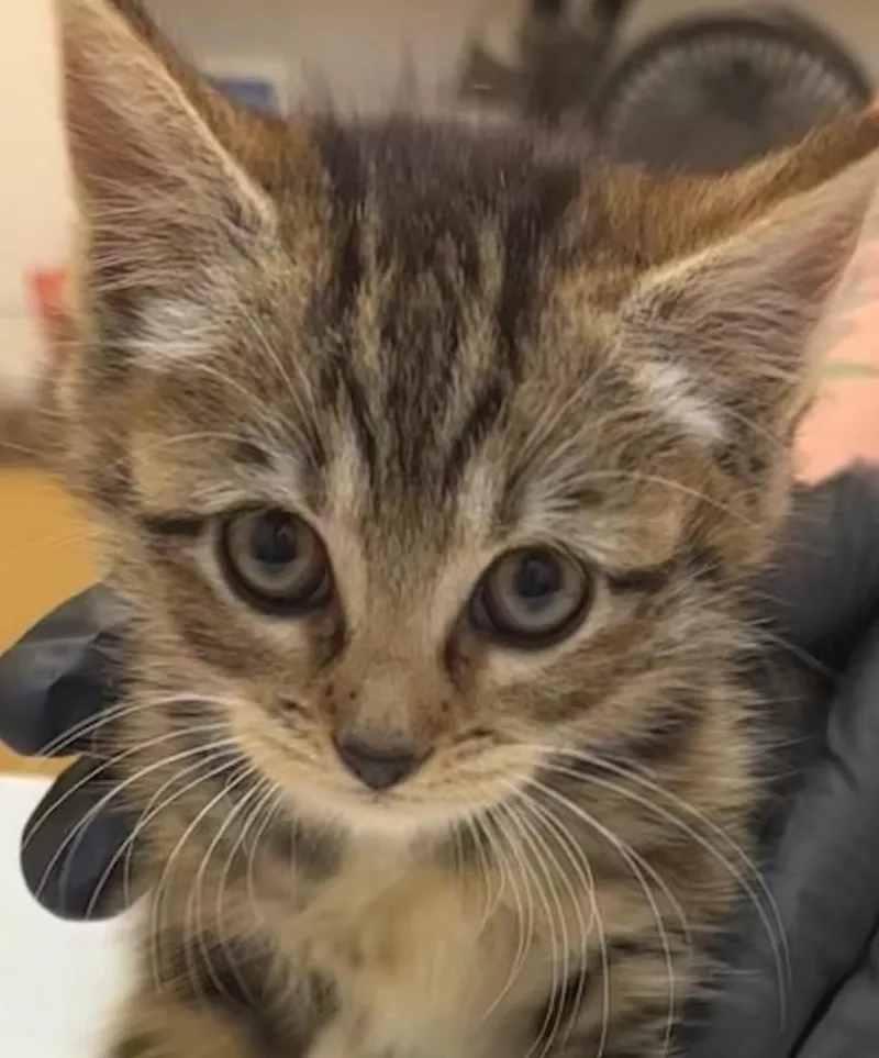 A baby small-sized female Domestic Short Hair cat named Eclair for adoption in Elizabethton, TN
