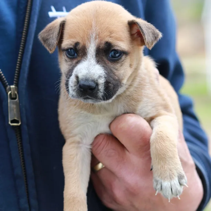 A baby small-sized female Shepherd dog named Ct Delilah Avail May for adoption in Eastford, CT