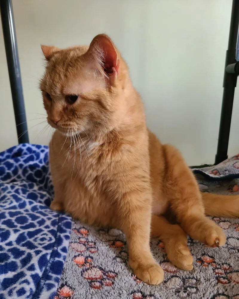 Brandy B thumbnail 2