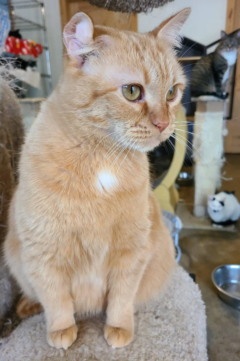 Brandy B thumbnail 3