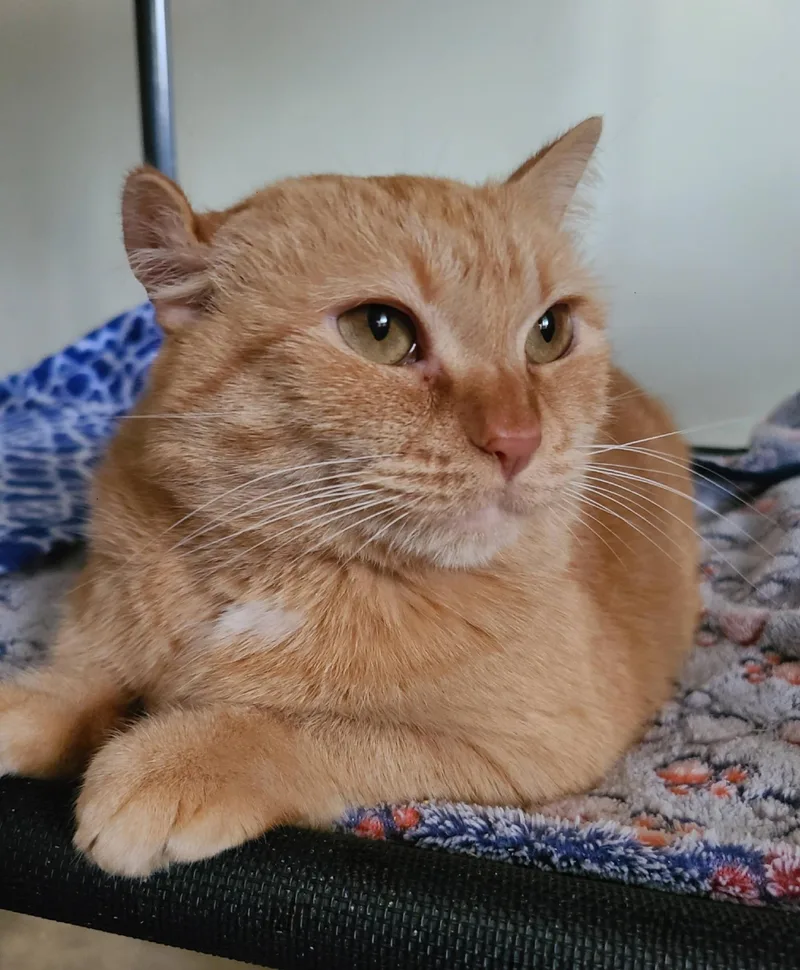 Brandy B thumbnail 4