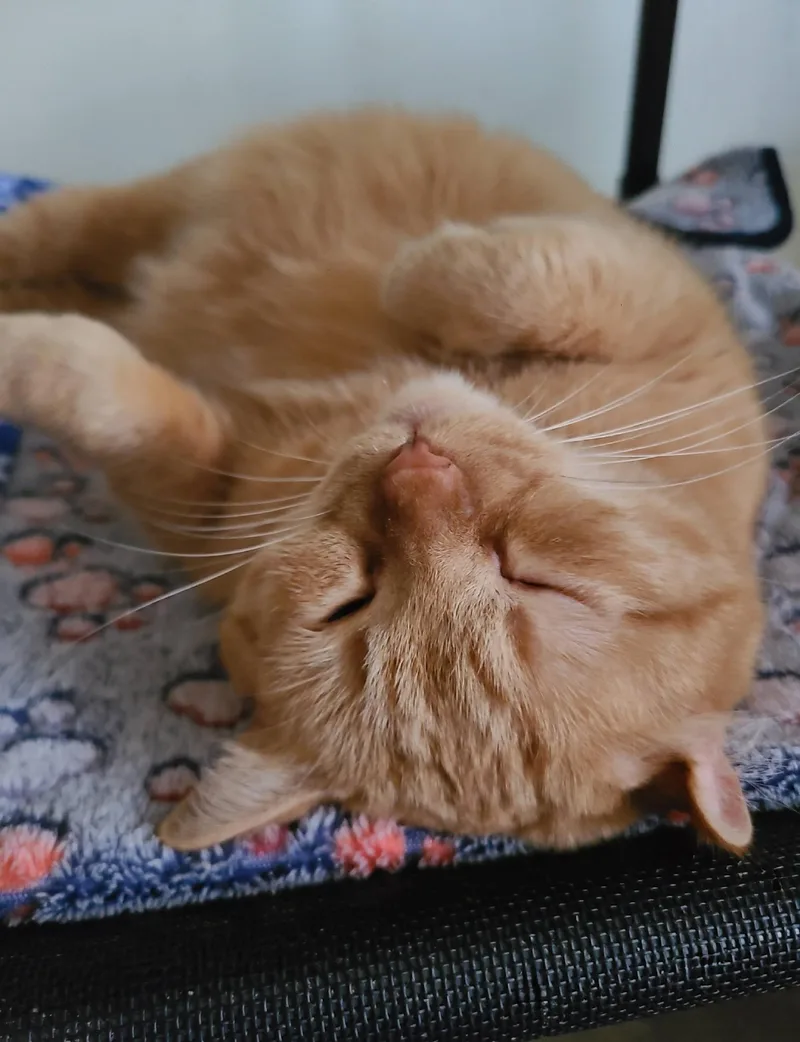 Brandy B thumbnail 5