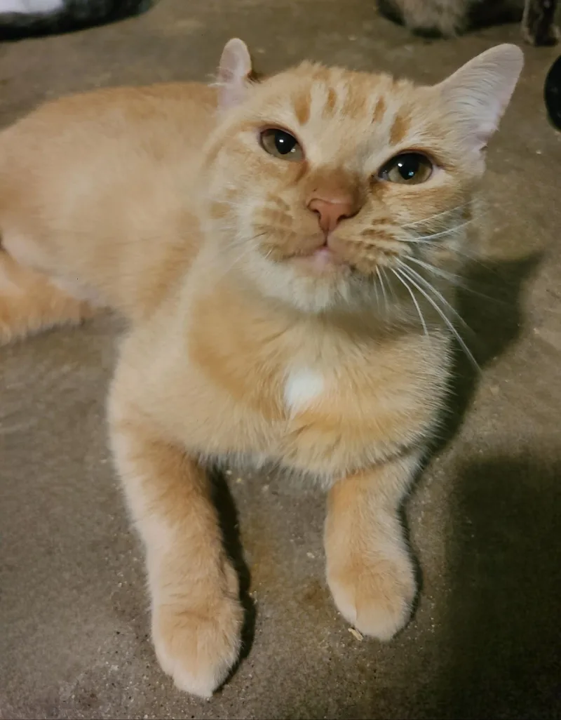 Brandy B thumbnail 6