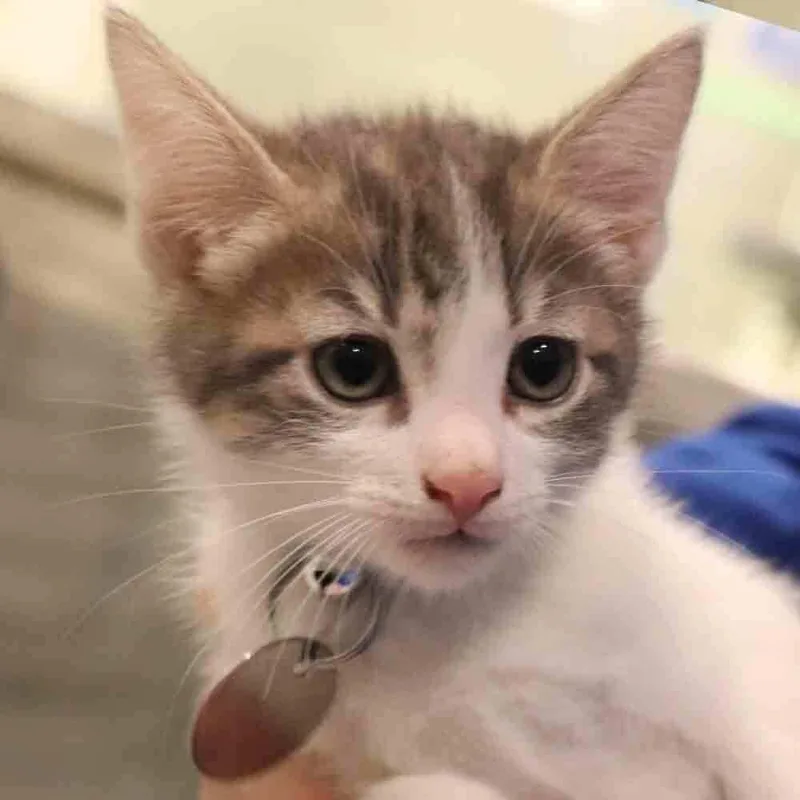 A baby small-sized male Domestic Short Hair cat named Sputnik for adoption in Port Washington, NY