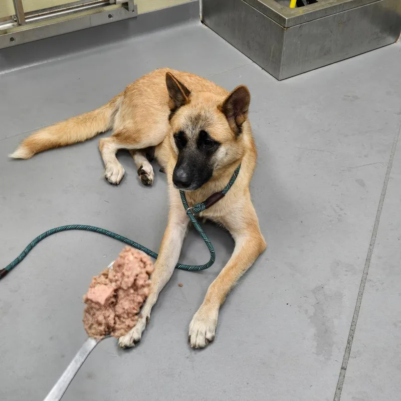 An adult large-sized female Yellow / Tan / Blond / Fawn Mixed Breed dog named Strayashlandavenue for adoption in Columbus, GA