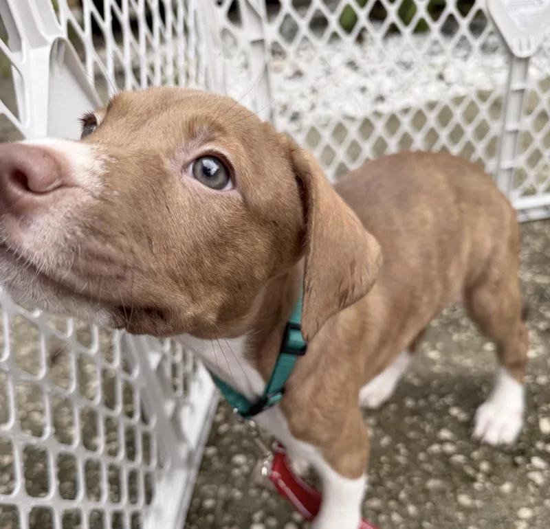 A baby medium-sized female American Bulldog dog named Daffodil for adoption in Lutz, FL