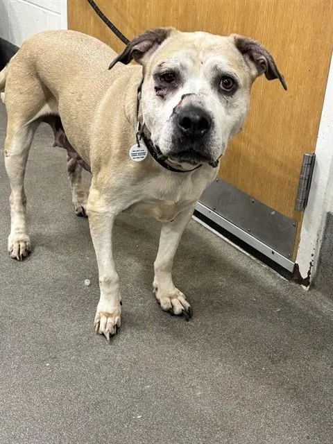 An adult large-sized female Mastiff dog named Blondie for adoption in Upper Marlboro, MD