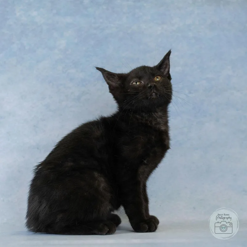 A baby medium-sized male Black Domestic Short Hair cat named Louie for adoption in Blairsville, PA