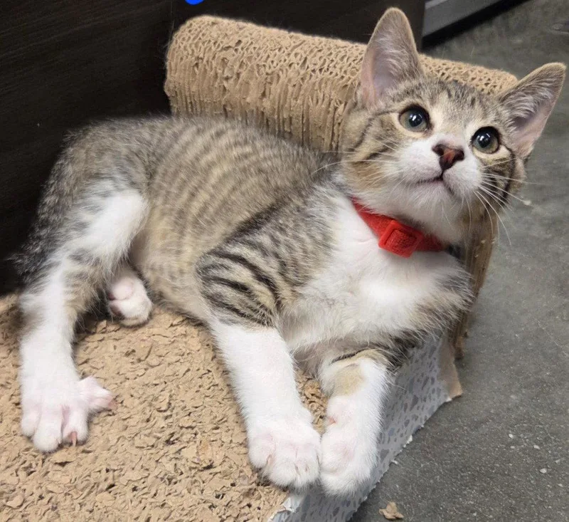 A young medium-sized male Domestic Short Hair cat named Cotton for adoption in Spring Lake, NJ
