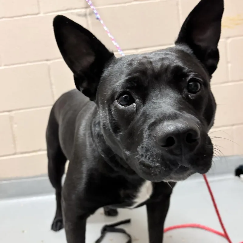 A young medium-sized female Pit Bull Terrier dog named Boogie for adoption in Tacoma, WA