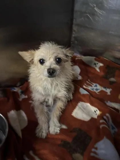 A young small-sized male Yellow / Tan / Blond / Fawn Terrier dog named 61100770 for adoption in El Paso, TX