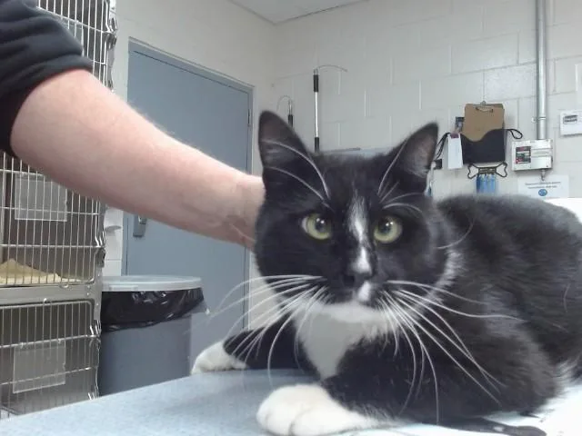 An adult large-sized male Domestic Short Hair cat named Xander for adoption in Salinas, CA