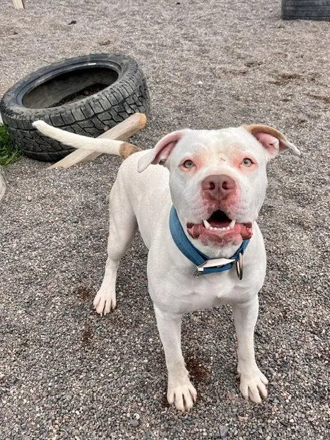 An adult large-sized male Pit Bull Terrier dog named Stone for adoption in Webster, WI