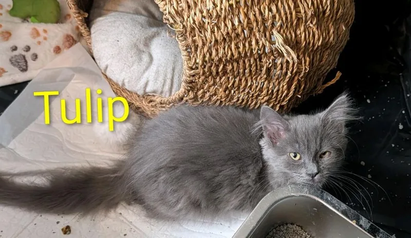A baby medium-sized female Domestic Short Hair cat named Tulip for adoption in Johnson City, TN