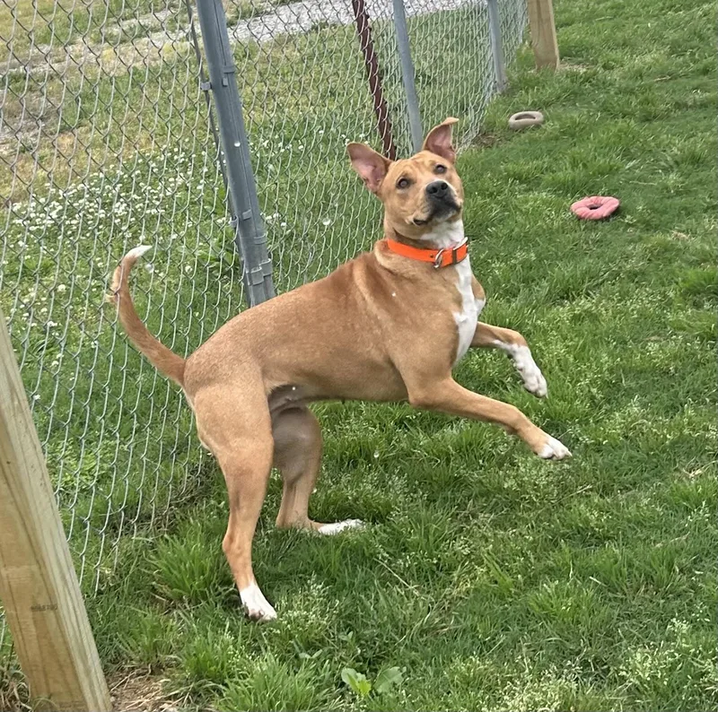 An adult medium-sized female Red / Chestnut / Orange Labrador Retriever dog named Rhea for adoption in Siloam Springs, AR