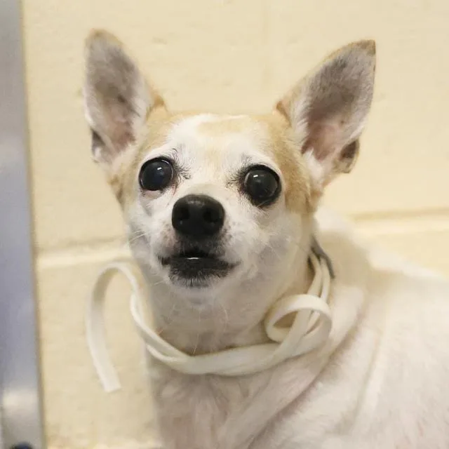 A young small-sized female Chihuahua dog named Dot for adoption in San Antonio, TX