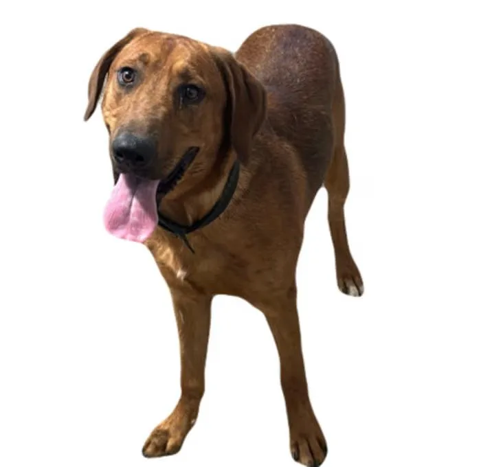 A young large-sized male Hound dog named Bjorn for adoption in Red Bluff, CA