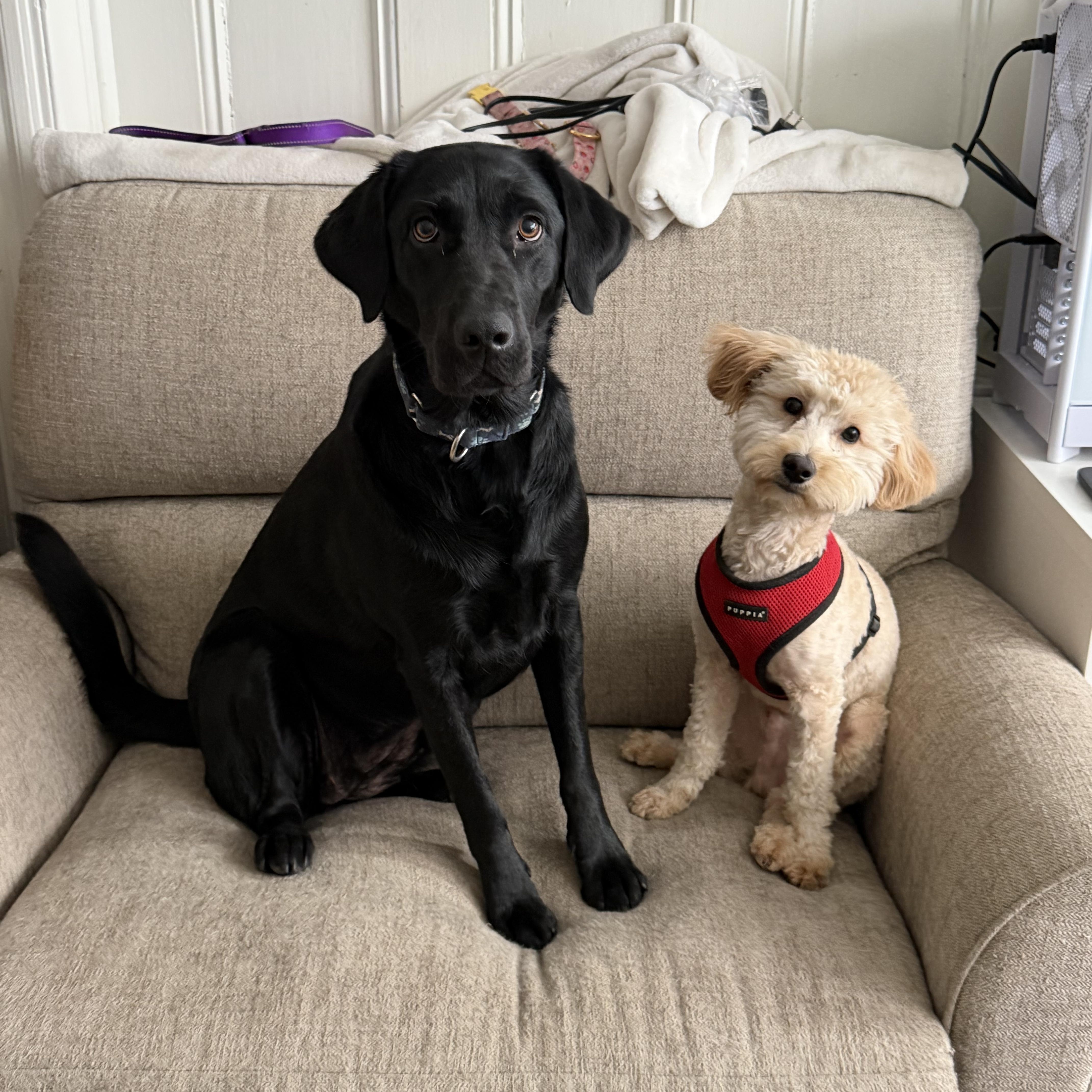 A young small-sized male Apricot / Beige Goldendoodle dog named Bucky for adoption in Newark, NJ