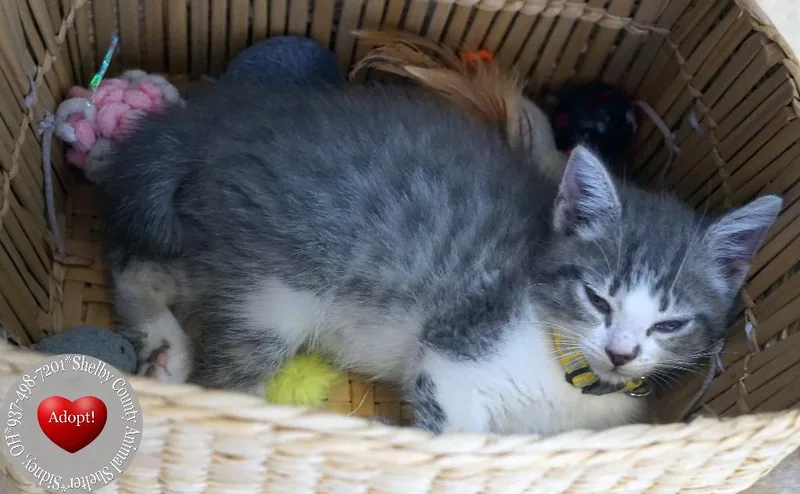 A baby small-sized female Domestic Medium Hair cat named Monica for adoption in Sidney, OH
