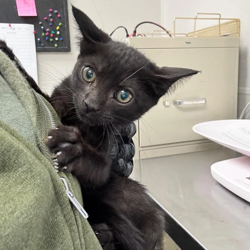 A baby small-sized male Black Domestic Short Hair cat named Dude for adoption in Columbiana, AL