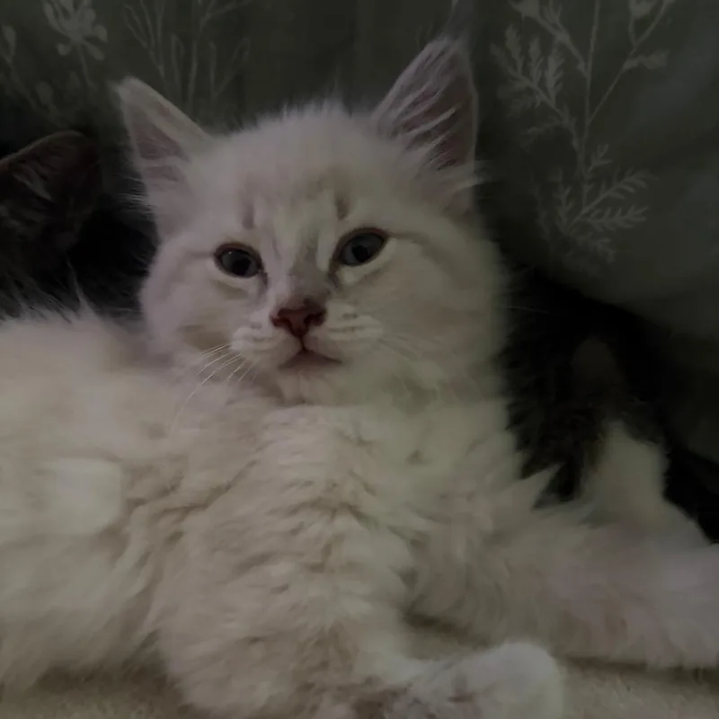 A baby small-sized male Cream / Ivory Domestic Long Hair cat named Krist for adoption in Springfield, MA