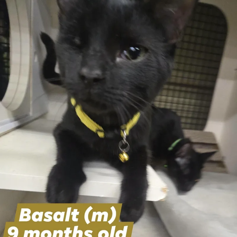 A baby medium-sized male Black Domestic Short Hair cat named Basalt for adoption in Concord, CA