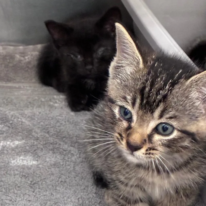 A baby small-sized male Brown / Chocolate Domestic Short Hair cat named Mr. Green for adoption in Auburn, AL