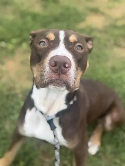 An adult medium-sized male Mixed Breed dog named Wheely whopper for adoption in Atlanta, GA